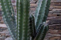 Botanical Garden Phoenix-9918-2