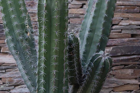 Botanical Garden Phoenix-9918-2