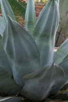 Botanical Garden Phoenix-9956