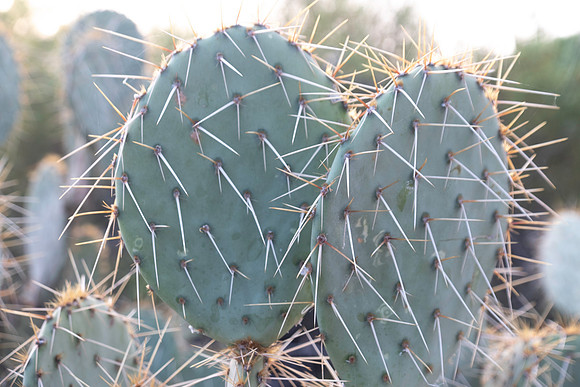 Botanical Garden Phoenix-9844