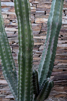 Botanical Garden Phoenix-9918