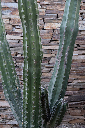 Botanical Garden Phoenix-9918