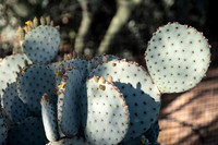 Garden Views-0012