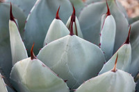 Botanical Garden Phoenix-9992