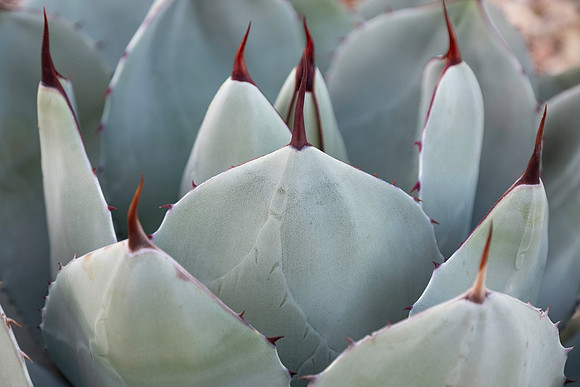Botanical Garden Phoenix-9992