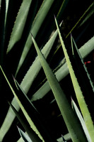 Garden Views-0086