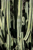 Garden Views-0029