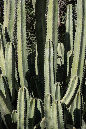 Garden Views-0029