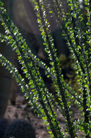 Garden Views-0103