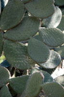 Garden Views-0075