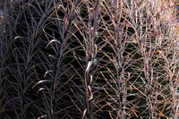 Garden Views-0166