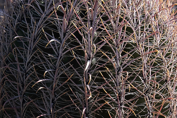 Garden Views-0166
