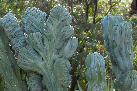 Garden Views-0221