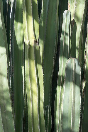 Garden Views-0225