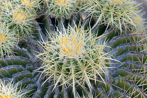 Garden Views-0229