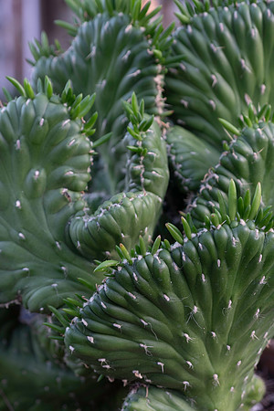 Garden Views-9698