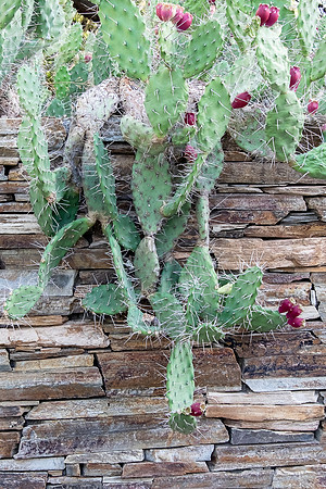 PBG Cactus on Wall I-7038