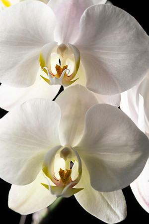 Phalaenopsis 60mm-7185