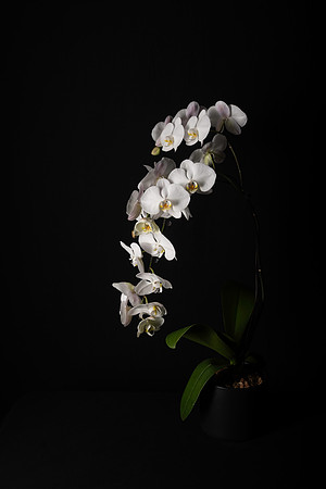 Phalaenopsis 60mm-0697