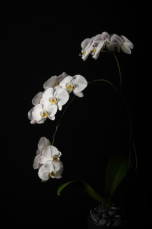 Palaenopsis-1038
