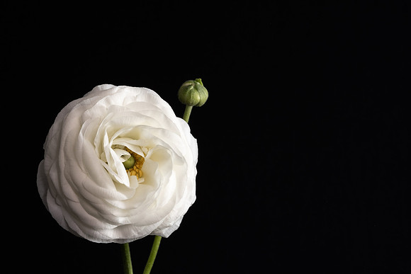 Ranunculus White-3004