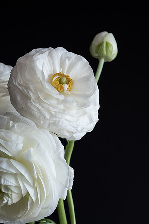 Ranunculus White-2870