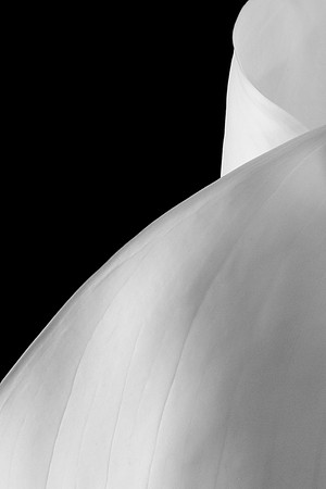 Calla Lily-9622