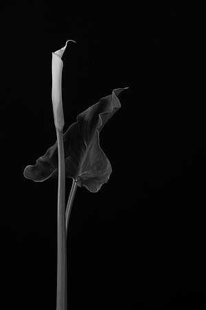 Calla Lily w Leaf-9451-2
