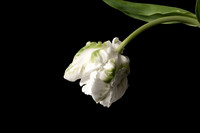 Tulips Parrot White-3956