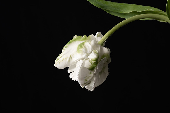 Tulips Parrot White-3956