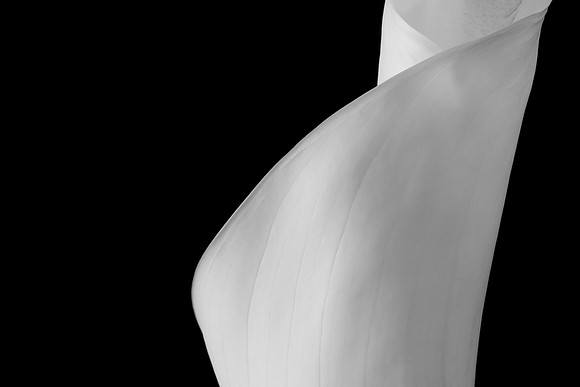 Calla Lily-9622-2