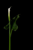 Calla Lily w Leaf-9451