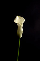 Calla Lily-5528
