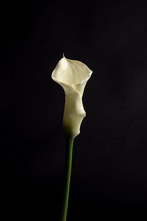 Calla Lily-5528