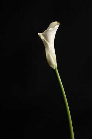 Calla Lily-5479
