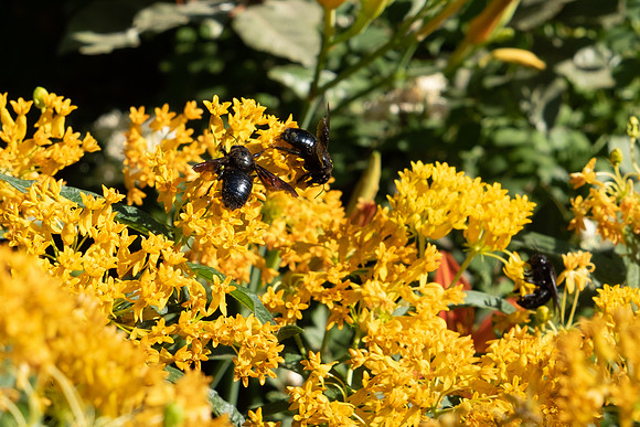 Yellow Flowers w Bees-5501