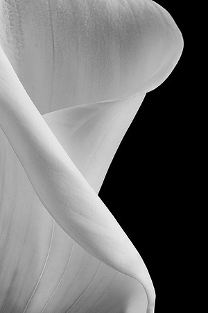 Calla Lily White-9668