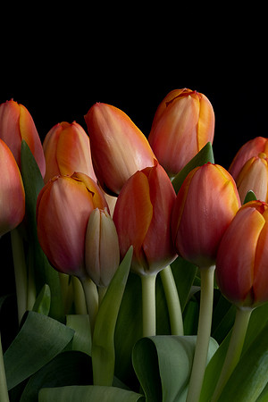 Tulips Orange-8391