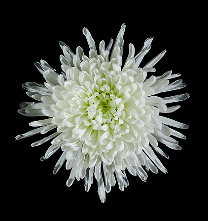 Chysanthemum-2261344