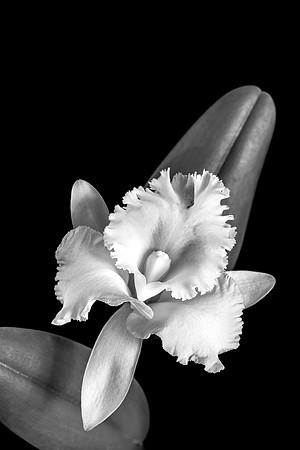 Cattleya Orchid Web-1529