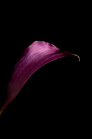 Calla Lily Burgundy Web-1621