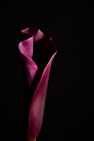 Calla Lily Burgundy Web-1599