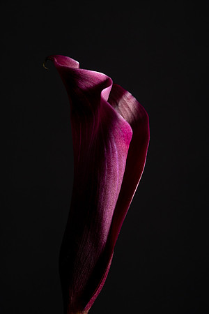 Calla Lily Burgundy Web-1614