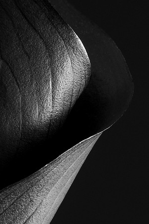 Calla Lily B&W Web-1222