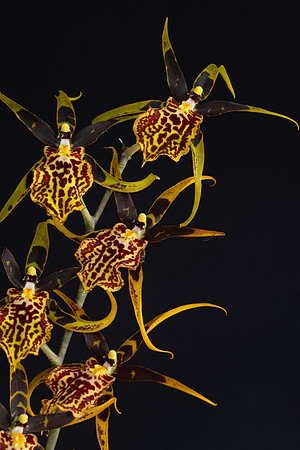 Orchid Spider Web-0461