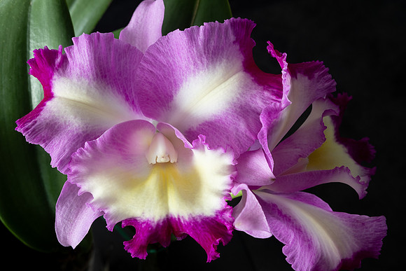 Orchid Cattleya Purple White Web-0196