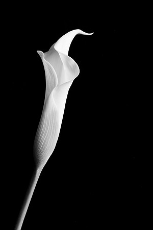 Calla Lily Web-1006-2