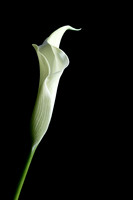Calla Lily Web-1006
