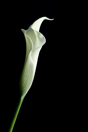 Calla Lily Web-1006