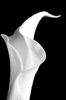 Calla Lily Web-1006-3